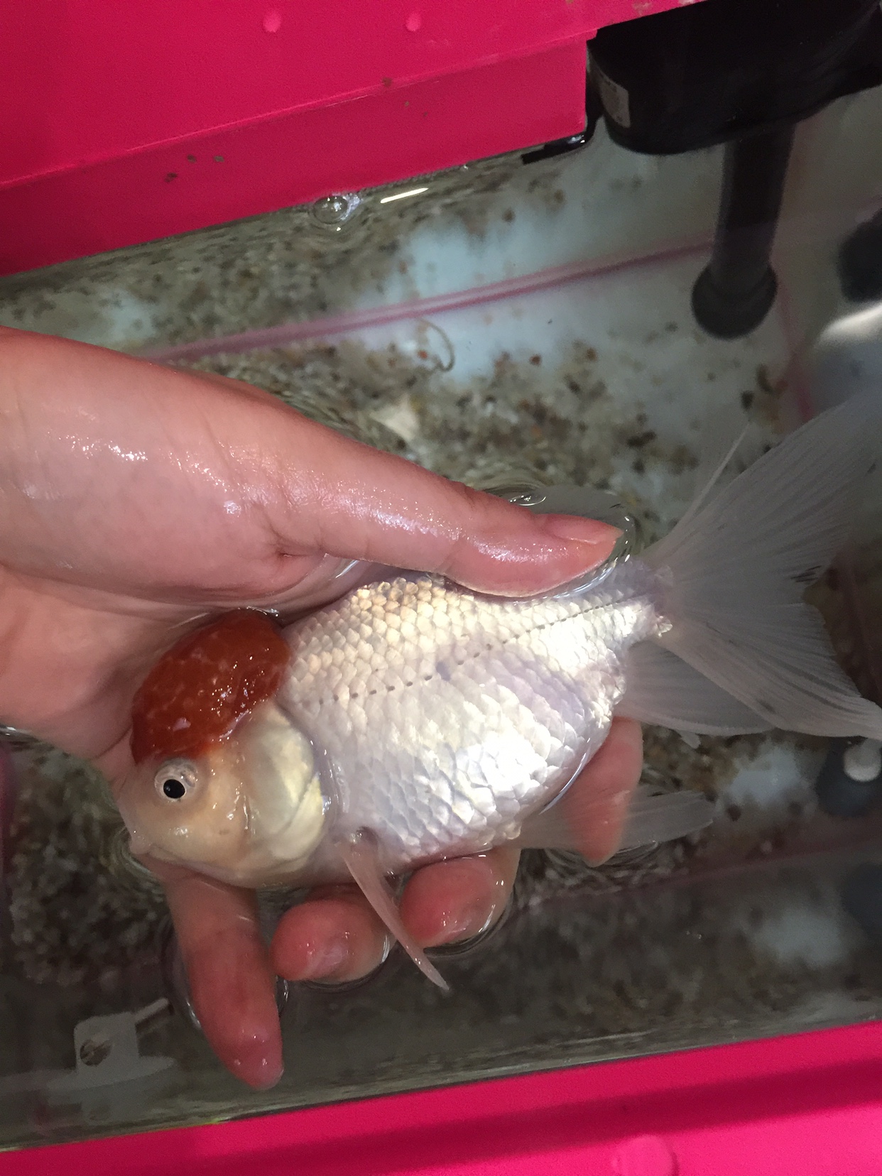 观赏鱼痘疮病能恢复吗,观赏鱼痘疮什么原因