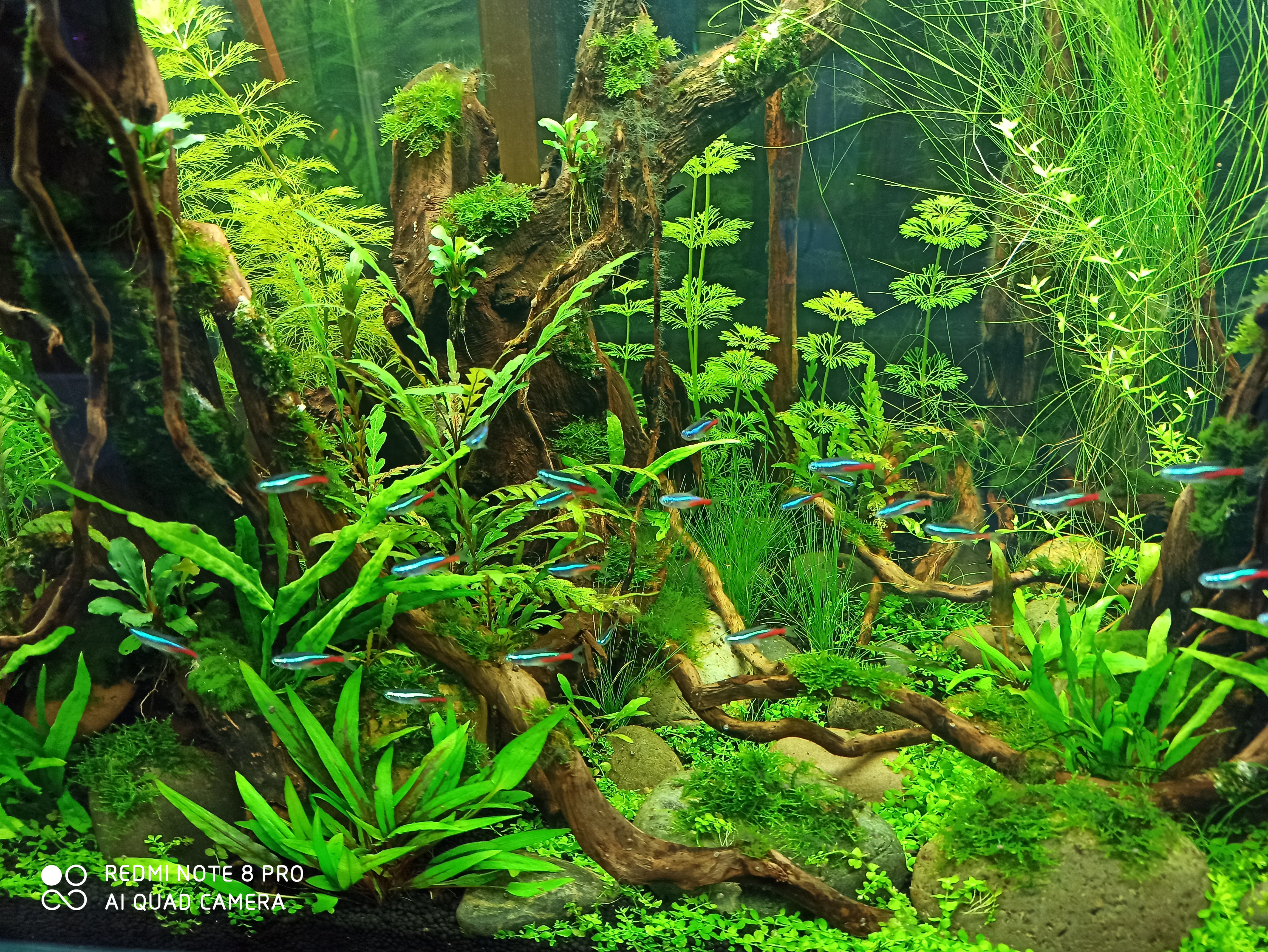 养白云金丝鱼需要过滤吗,养白云金丝鱼的缺点和优点