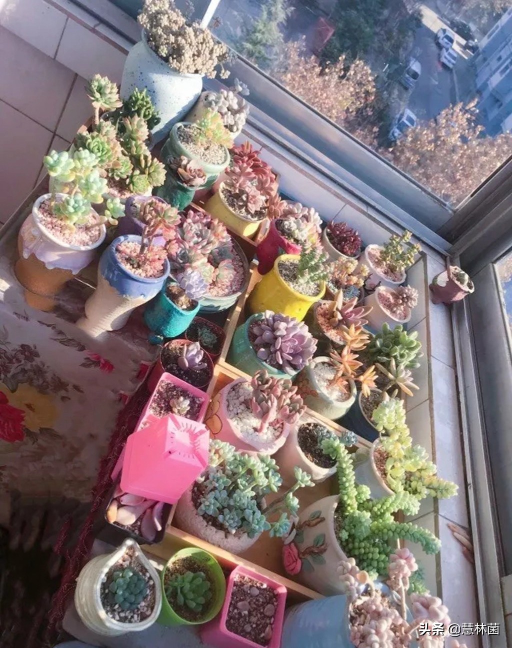 不同的多肉配不同的土，多肉配土秘籍大全