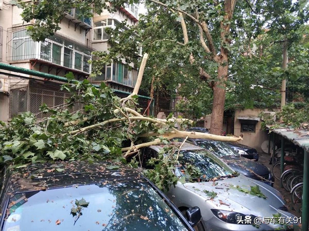 车被树砸了人保理赔吗,如果车被树砸了保险赔吗