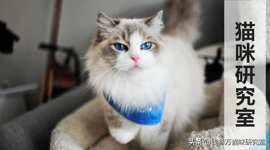 破除猫咪的几大谣言,破除猫狗的几大谣言