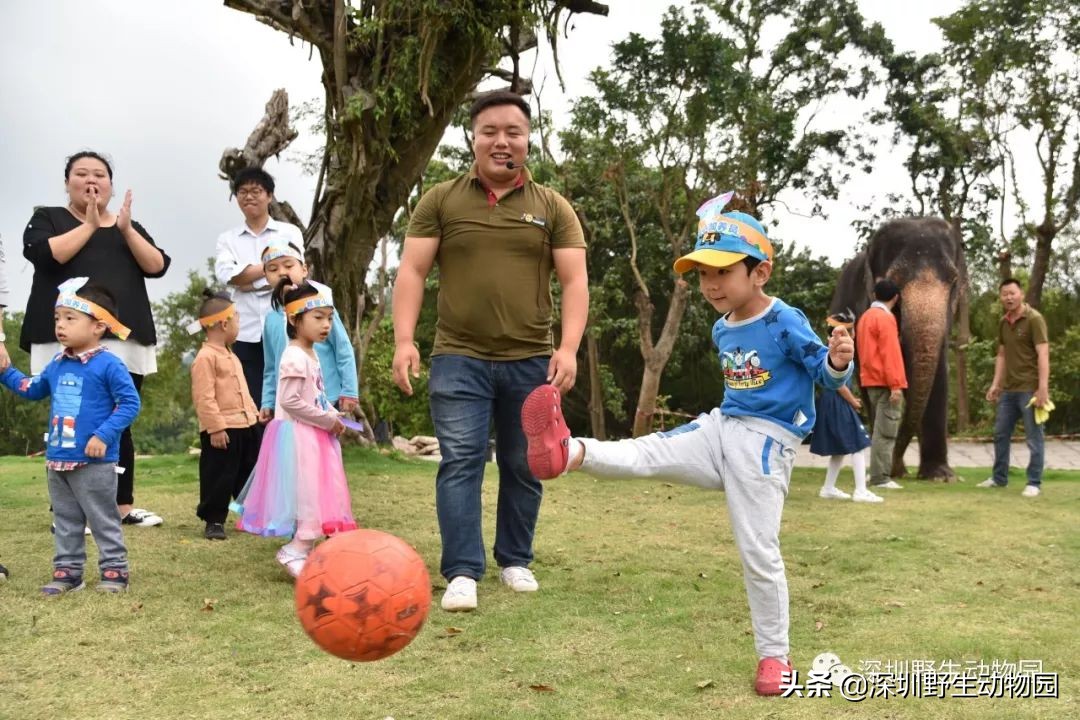 野象谷和大象互动视频,野象谷跟大象互动