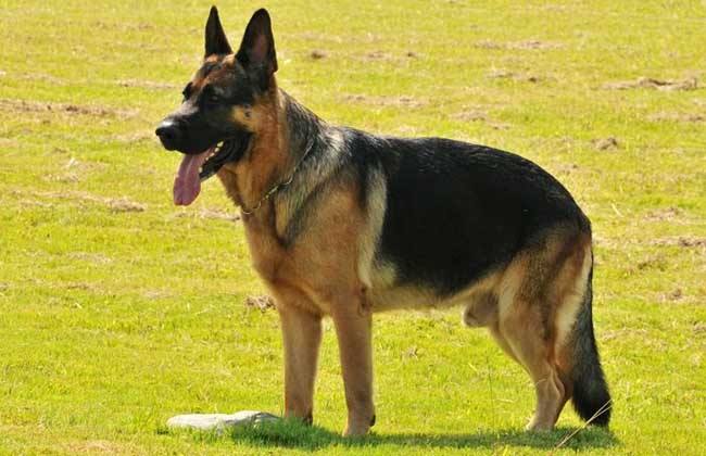 小北京犬宠物狗品种图片大全,常见宠物狗的品种大全及图片