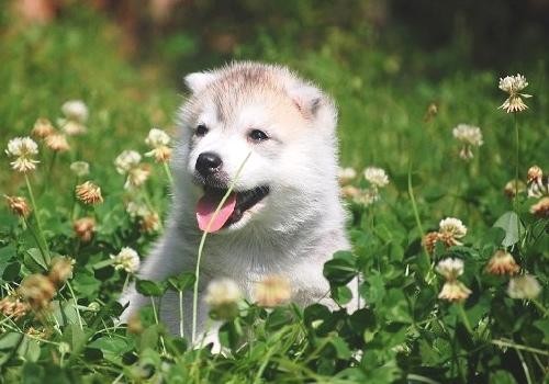 狗狗生完小狗拉稀怎么治疗,狗狗到家第一天没拉稀第二天拉稀