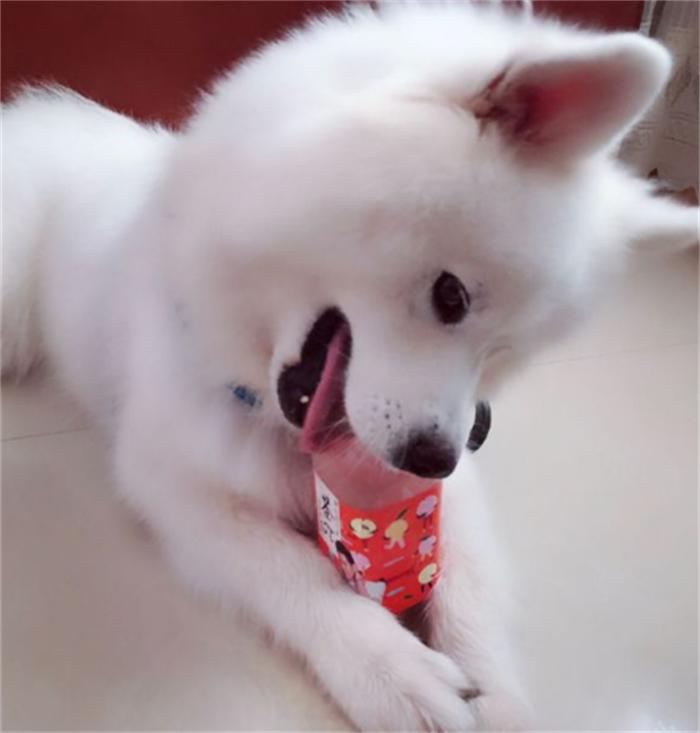 一岁的萨摩耶老是拆家怎么办,6个月的萨摩耶还能接受主人吗