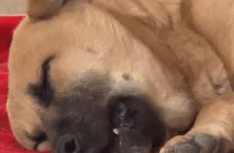 狗狗老年性震颤,狗狗缺钙抽搐和癫痫有什么区别