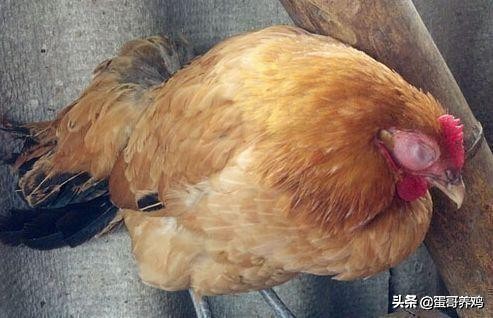 鸡痘和猴痘一样吗,养鸡葡萄球菌病怎么治疗