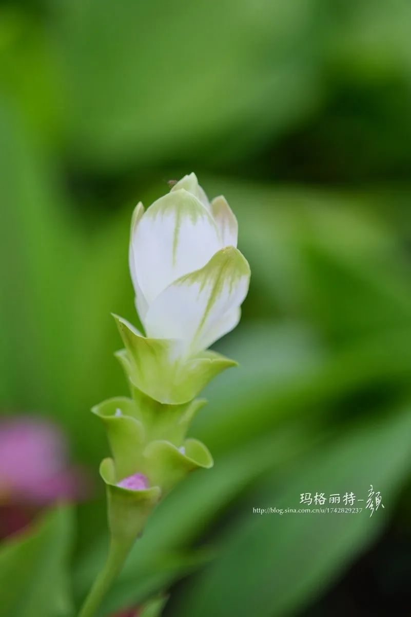 家里要有氛围感什么花比较好,家里高级的花