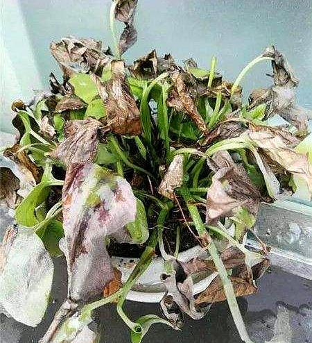 绿萝老化了怎么翻新,绿萝叶干烂了怎么回事