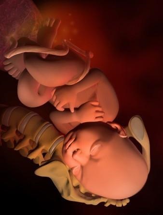 胎儿发育全过程标本,是否能看到胎儿的发育过程