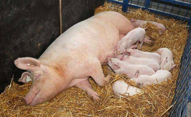 下猪仔母猪体温正常不吃食怎么办,断奶母猪低温不吃怎么治