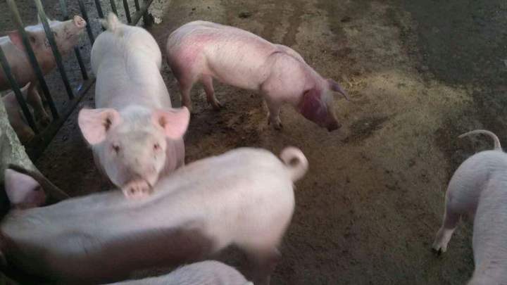 猪口蹄疫是秋冬常见病吗,猪口蹄疫是病毒还是细菌