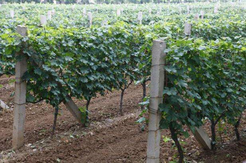 葡萄扦插育苗方法视频,葡萄扦插育苗催根方法