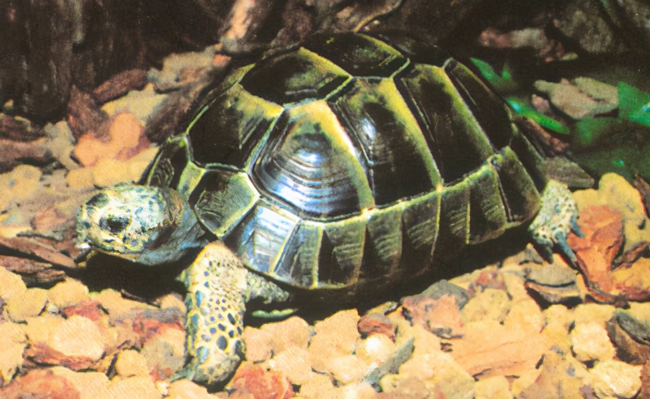 龟类纪录片,龟类图片