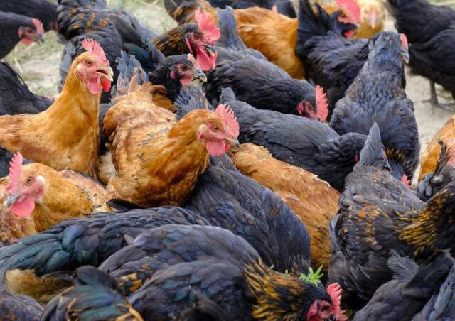 鸡群支原体检测操作步骤