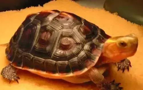 三线闭壳龟和潘氏闭壳龟区别,金头闭壳龟和三线闭壳龟同池