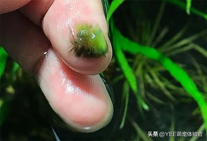 怎么去除黑毛藻和绿藻,除黑毛藻最好的办法