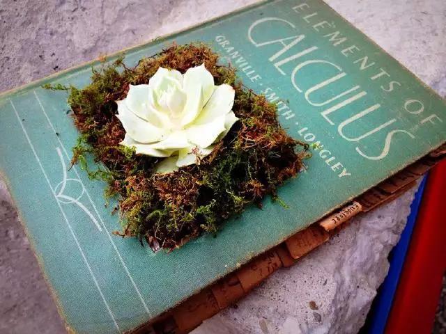 家里花瓶插花放点什么,创意养花花瓶