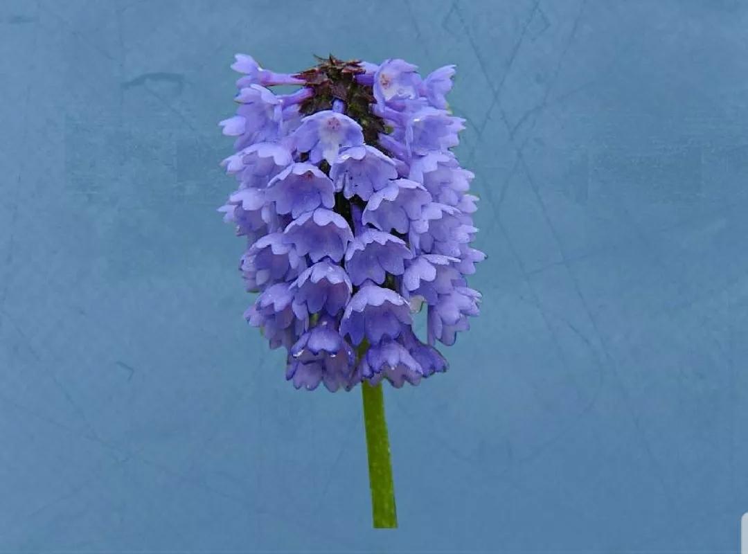 芳踪难觅濒危花！清新治愈篇：沙漠高原是吾家，豹子花的春天来了