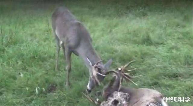 鹿茸基本常识介绍,鹿茸知识
