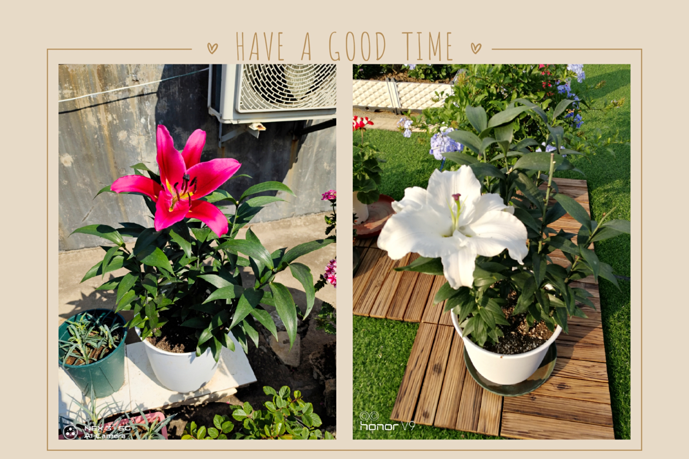 球根类花卉的五种类型的区别,球根类耐热耐寒花