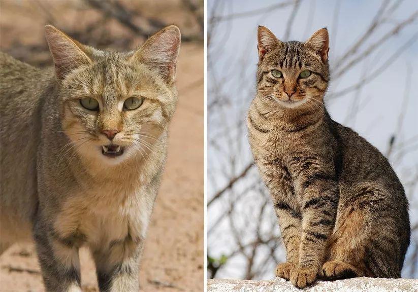 为什么养不好小猫咪呢,养了一年的小猫咪野性还是挺强