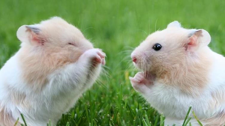 养仓鼠的十大禁忌,养仓鼠的十大禁忌入门必知