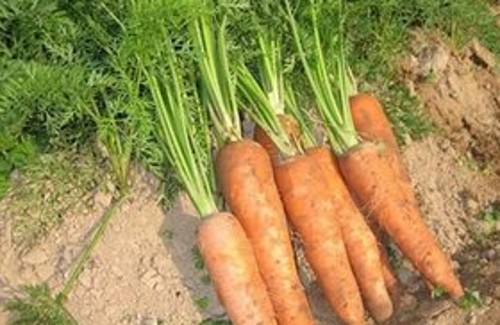 大棚秋季胡萝卜的种植,春胡萝卜种植技术