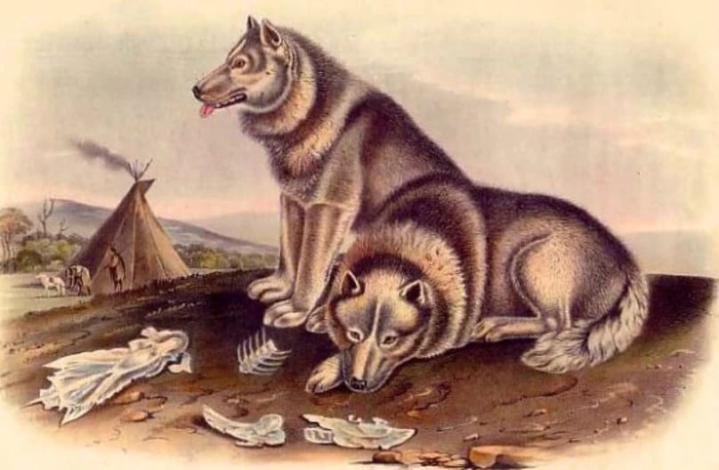 狗的不同品种长得千差万别,它们都是狼的后代吗?