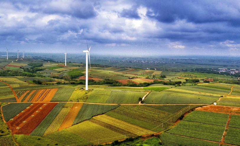 神湾菠萝和徐闻菠萝哪个好吃,广东湛江徐闻菠萝和别的菠萝区别