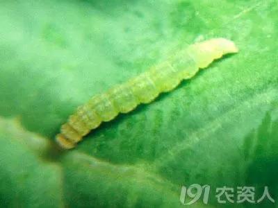 今年虫害为什么这么严重,抗性虫都有哪些