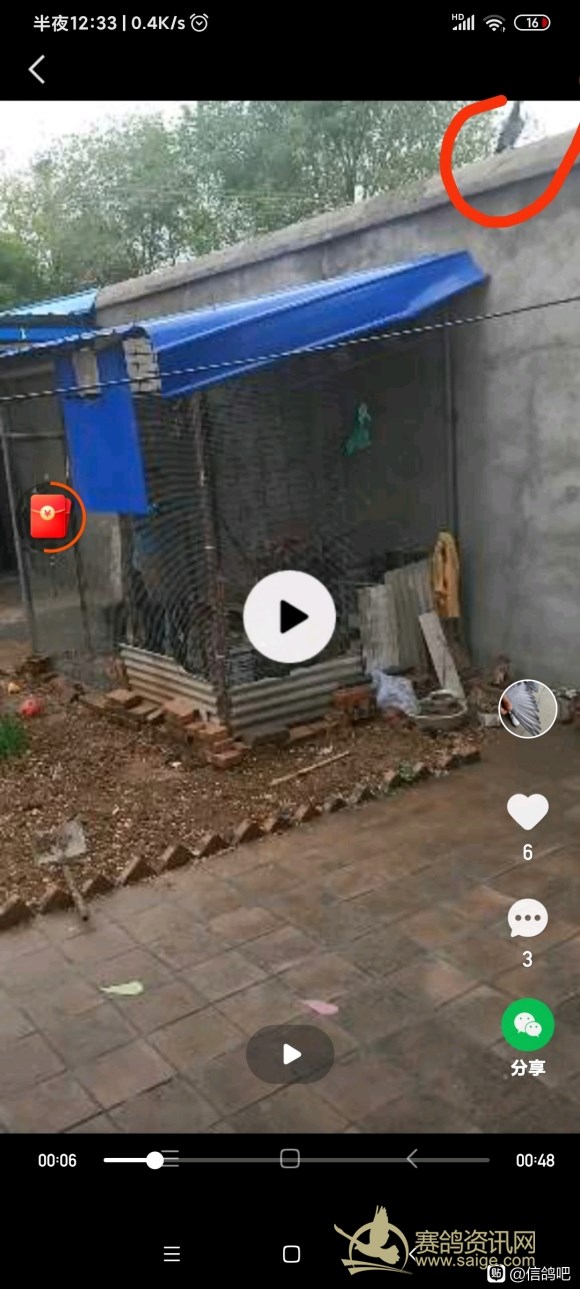 断指一年后恢复图片,断腿鸽子还能站起来吗