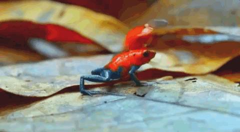 豆瓣9.6！娃刷到停不下来，还能看出人生大道理