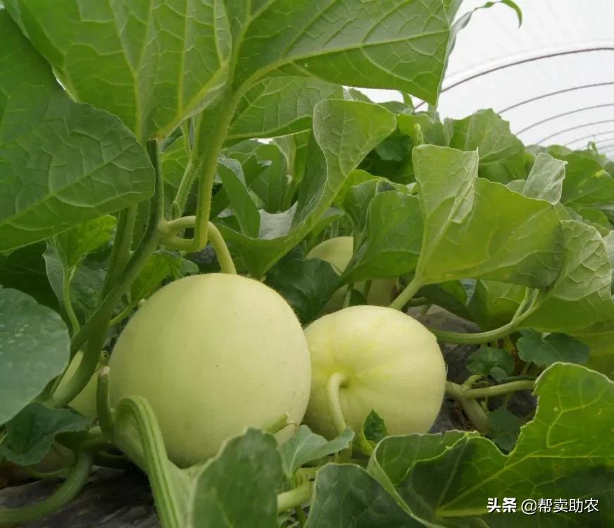 5岁小朋友吃饭狼吞虎咽,4-6岁儿童必吃美食