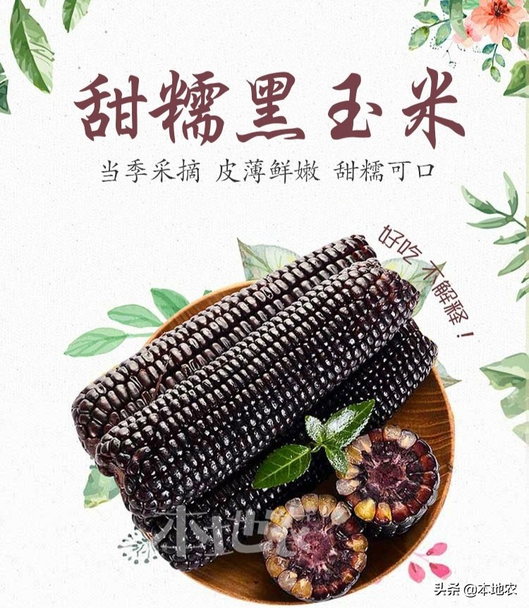 健康营养的黑糯玉米,黑糯玉米网红