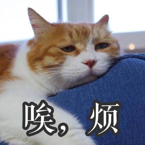 给猫咪取好听的名字该取哪些呢,给猫咪取名要取什么样的名字呢