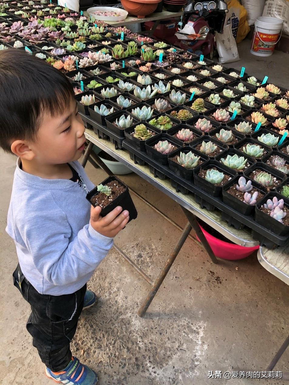 解决多肉长蚧壳虫有套路,与多肉相遇已经是第六个年头了