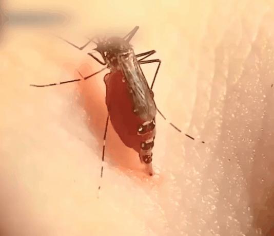 各种搞笑方法干掉蚊子,如何一次干掉100只蚊子