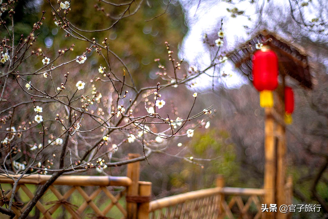 无锡梅园万紫千红约你来，三月梅花盛开，读懂坚韧不拔品质值千金