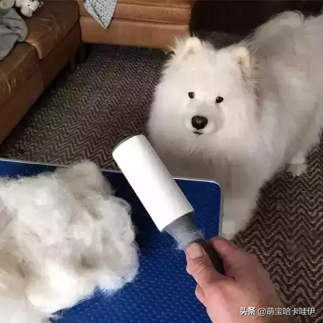 养了一只小萨摩耶,养一只萨摩耶是什么体验