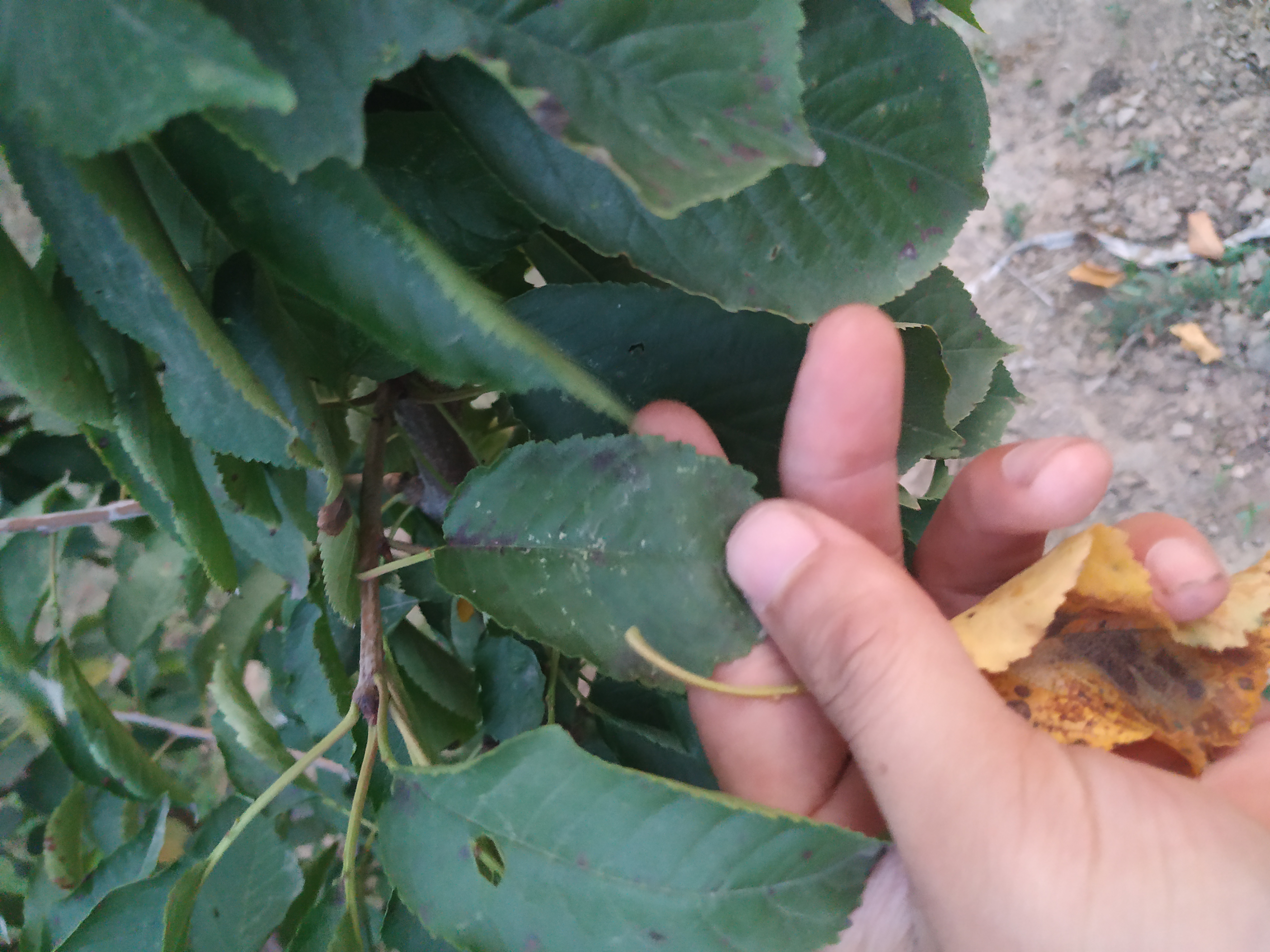 樱桃树几月落叶正常,樱桃树几月份落叶正常