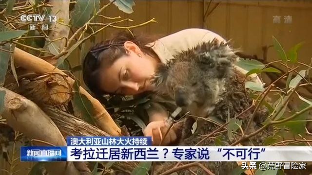 澳洲考拉集体迁移,新西兰考拉迁移