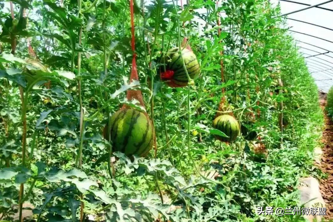 五一假日攻略西固,五一假日攻略兰州西固周边