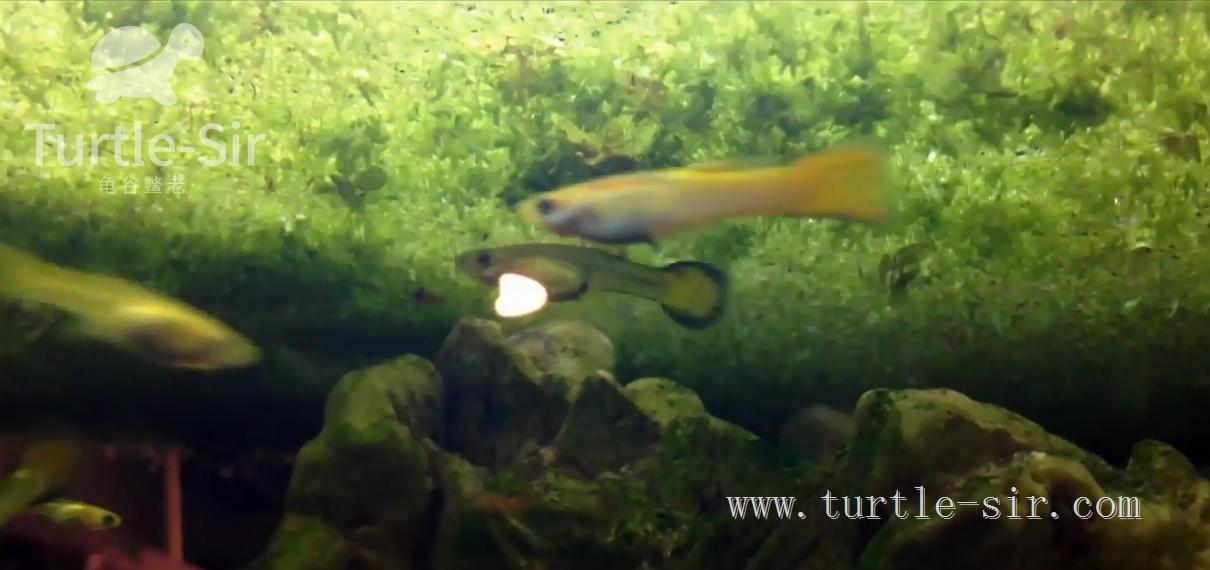 养龟之道如何掌握适宜龟缸水位,养龟如何判断龟缸水质好坏