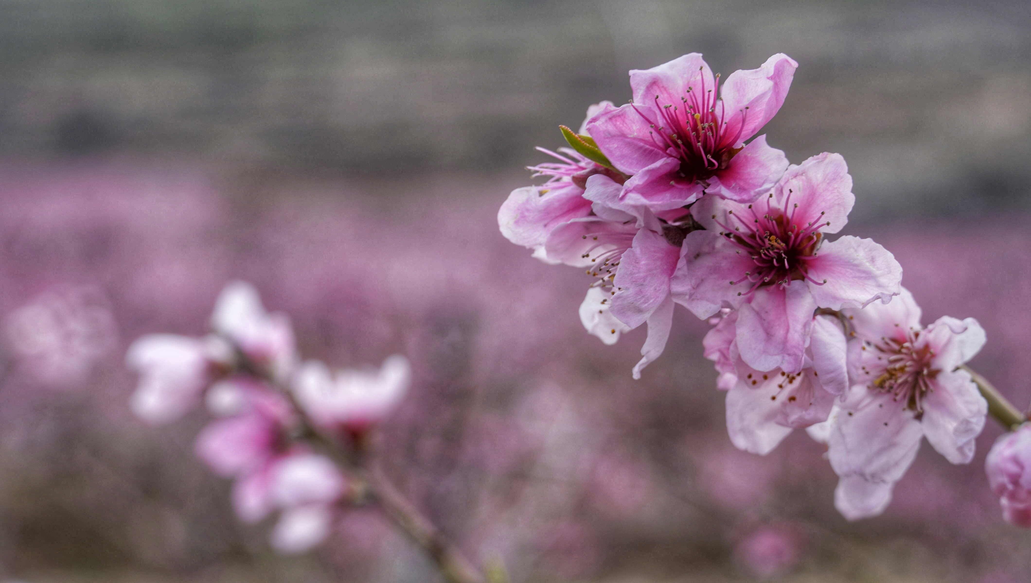 探访沂蒙山,蒙阴县岱崮镇岱崮地貌景区