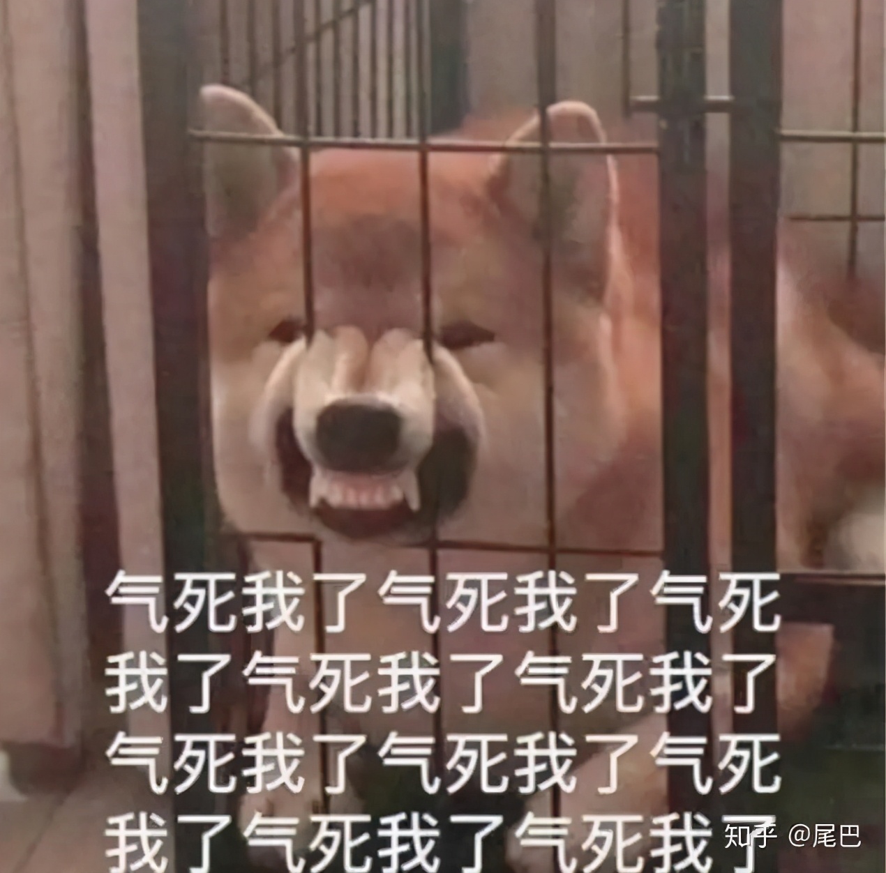 狗吃了毒香肠多久发作,狗误食毒香肠