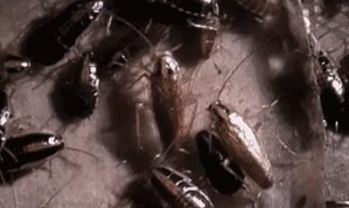 拜耳拜灭士杀蟑胶饵灭蟑螂,灭蟑螂的最好方法最有效