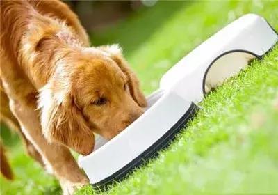 关于狗狗怀孕、孕期的最全知识储备，铲屎官快快收藏备用！