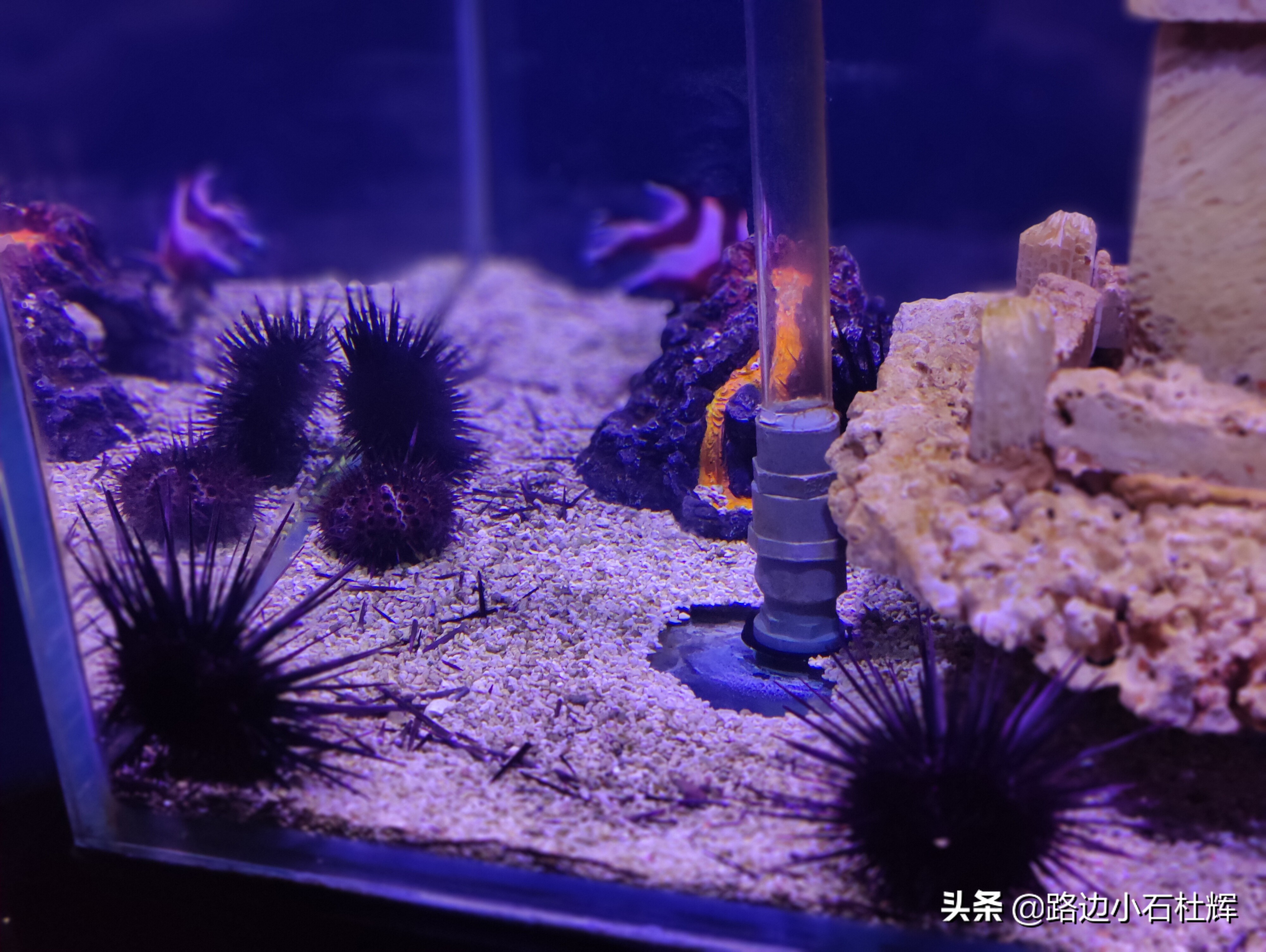 北京海洋馆海底世界游玩攻略,海洋馆北京海底世界游玩路线