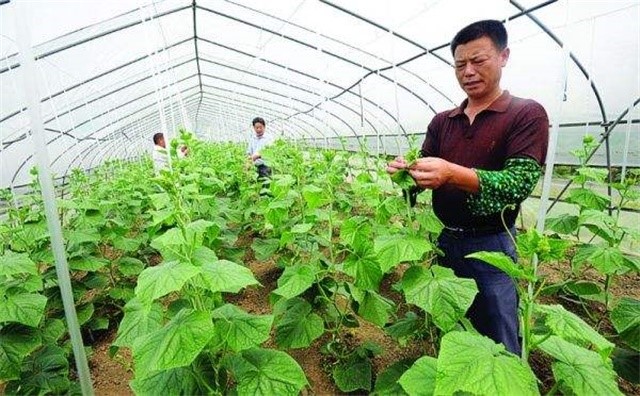 农药的正确使用方法有哪些,农药效果不好怎么给农户解释